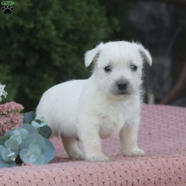 Riley, West Highland Terrier Puppy